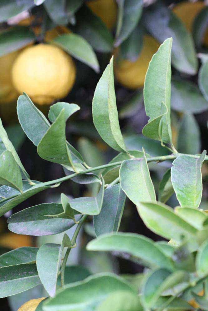            Sun leaves (Limoneira, Winter Haven, FL)   